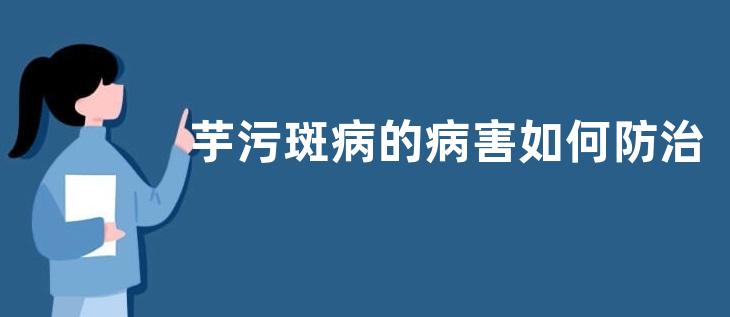 芋污斑病的病害如何防治？