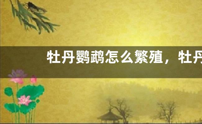 牡丹鹦鹉怎么繁殖，牡丹鹦鹉怎么分公母
