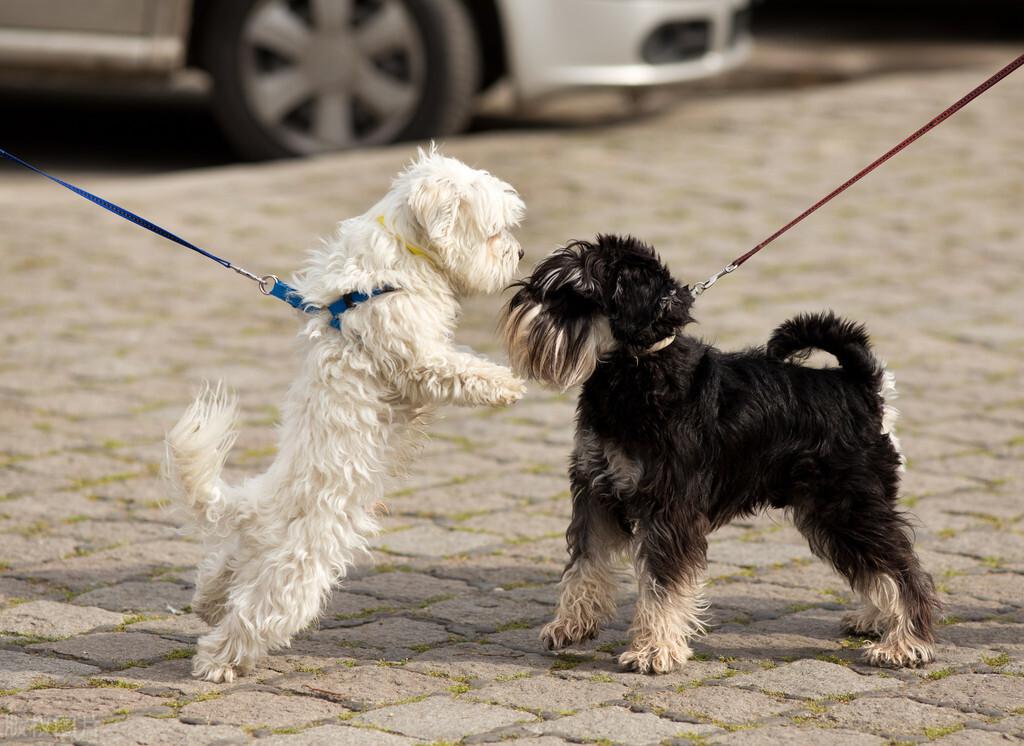 最听话的6种小型犬“适合喜欢撸狗的你”