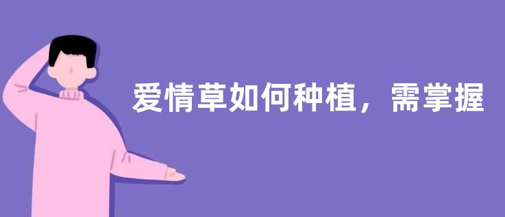 爱情草如何种植，需掌握的管理技术