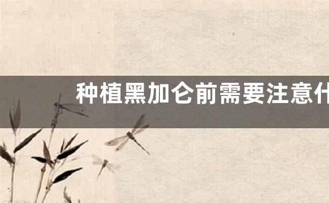 种植黑加仑前需要注意什么，有哪些种植条件要求