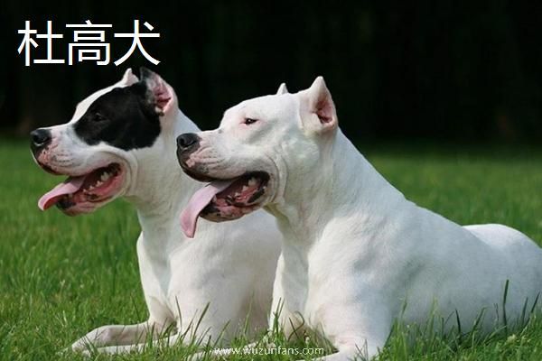 斗狗品种大全