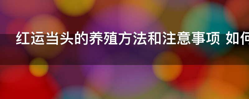 红运当头的养殖方法和注意事项 如何养殖红运当头