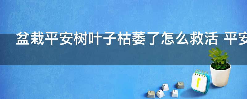 盆栽平安树叶子枯萎了怎么救活 平安树叶子枯萎了怎么办