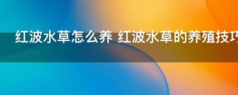 红波水草怎么养 红波水草的养殖技巧