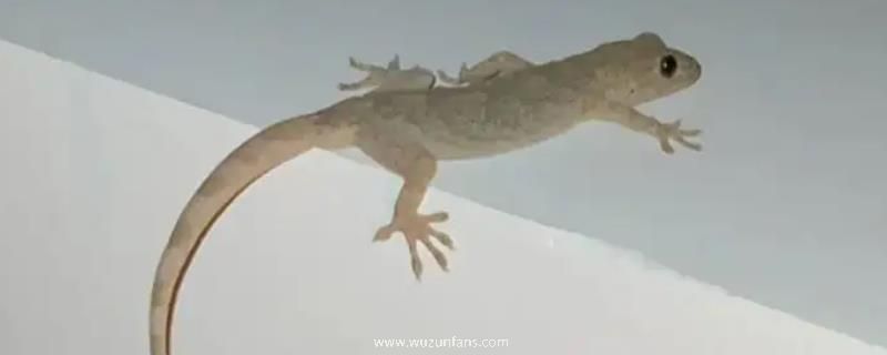 如何防止壁虎爬床