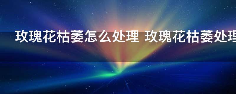 玫瑰花枯萎怎么处理 玫瑰花枯萎处理技巧
