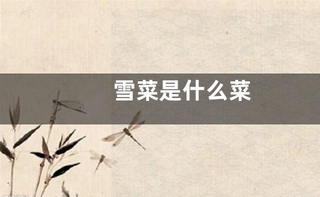 雪菜是什么菜