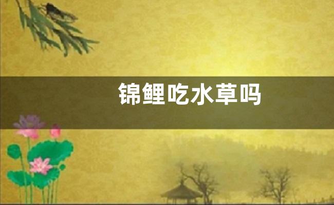 锦鲤吃水草吗