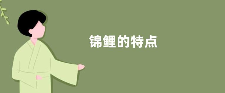 锦鲤的特点