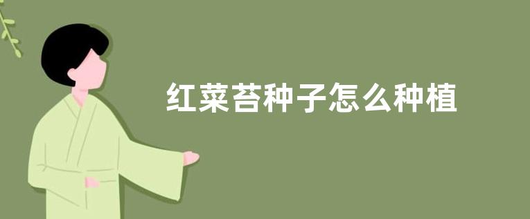 红菜苔种子怎么种植