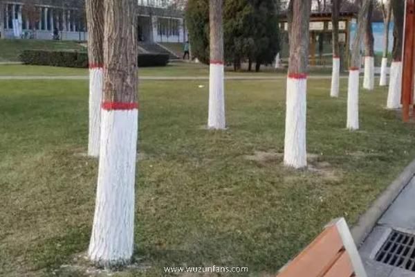 果树什么时候打石硫合剂合适