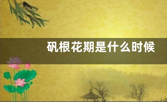 矾根花期是什么时候