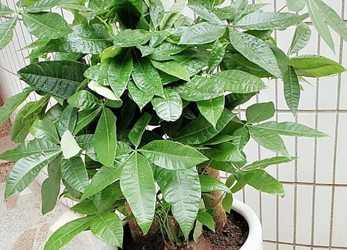 客厅摆放什么植物最好最招财 适合家里摆放的招财植物