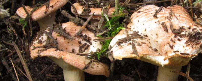 野生菌能否人工种植，鉴别野生菌是否有毒的方法