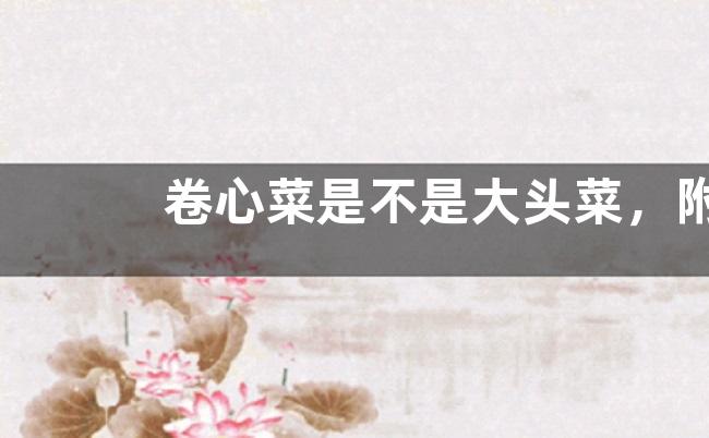 卷心菜是不是大头菜，附卷心菜的特点