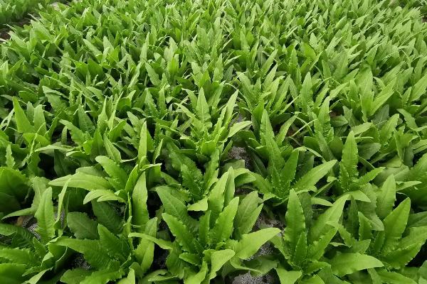 北方芒种节气种植什么