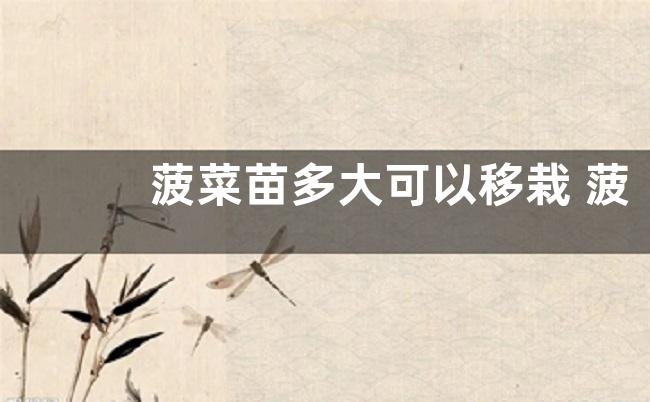 菠菜苗多大可以移栽 菠菜移栽定植方法和时间