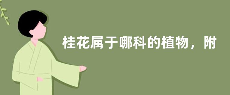 桂花属于哪科的植物，附桂花的常见品种介绍