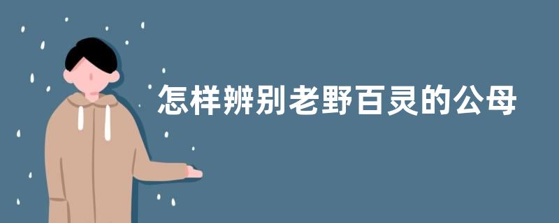 怎样辨别老野百灵的公母，雏百灵鸟怎么分公母