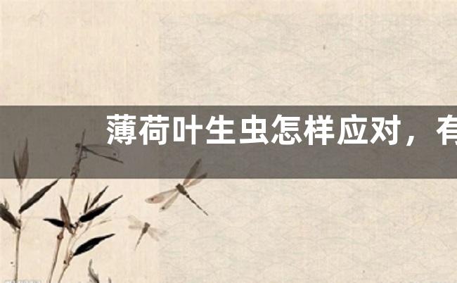 薄荷叶生虫怎样应对，有哪些危害症状