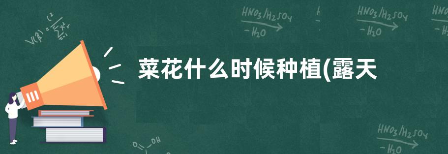 菜花什么时候种植(露天种植)  种植技术和栽种时间