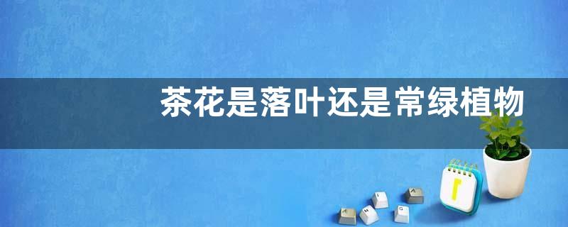 茶花是落叶还是常绿植物，主要要哪些品种