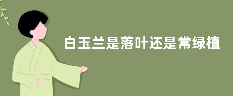 白玉兰是落叶还是常绿植物，附其生长习性和主要价值