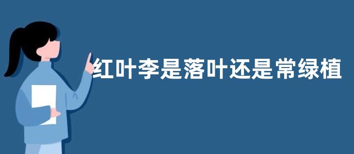 红叶李是落叶还是常绿植物，怎么移栽