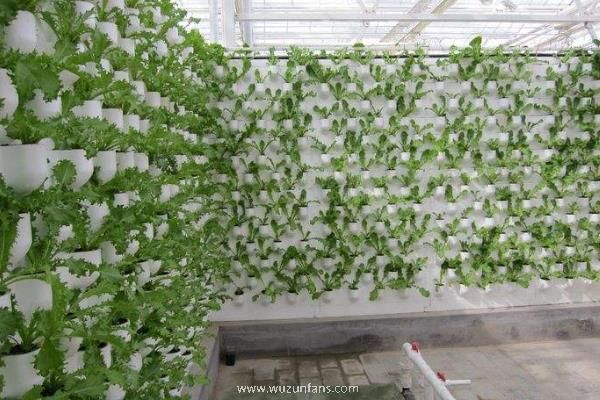 新型农业种植有哪些，建议选择合适的养殖模式