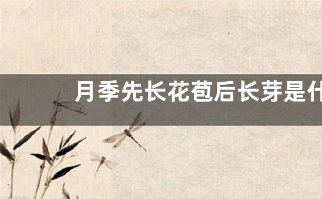 月季先长花苞后长芽是什么原因