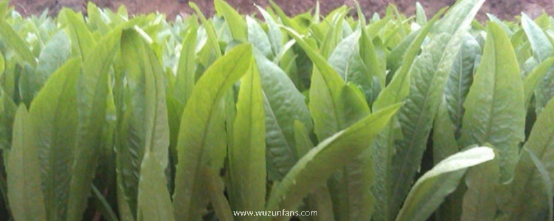 油麦菜是不是转基因蔬菜，油麦菜有哪些营养价值