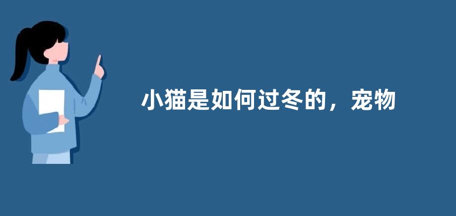 小猫是如何过冬的，宠物猫有哪些种类