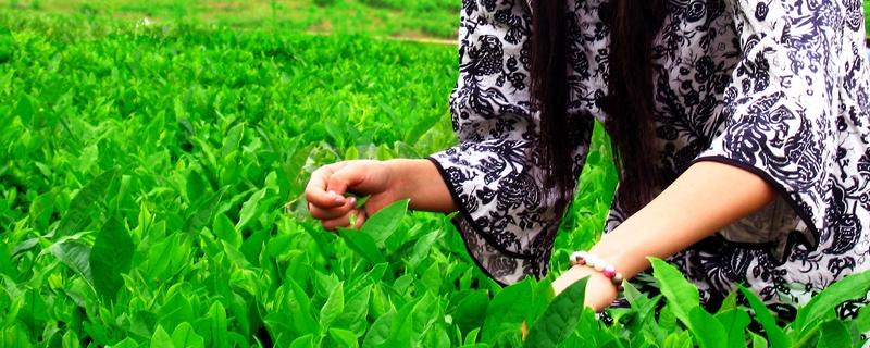 丁香茶产自哪里，丁香茶是什么