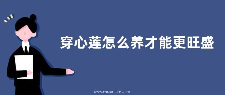 穿心莲怎么养才能更旺盛