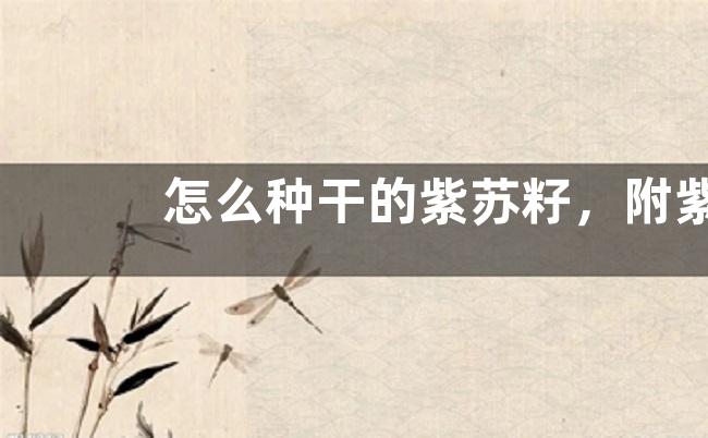 怎么种干的紫苏籽，附紫苏简介