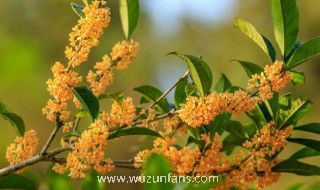新鲜桂花怎么做香包 鲜桂花如何做香包