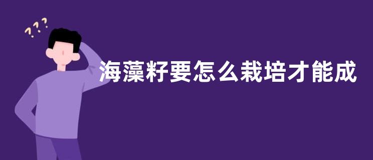 海藻籽要怎么栽培才能成盆景，海藻籽有什么功效和作用