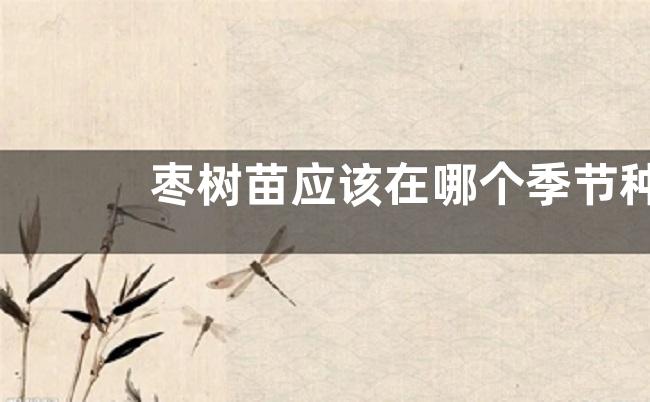 枣树苗应该在哪个季节种植，哪些技巧能让嫁接成活率提高