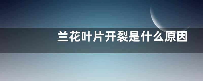 兰花叶片开裂是什么原因造成的