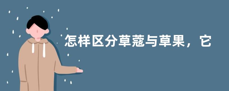 怎样区分草蔻与草果，它们分别是什么科属植物