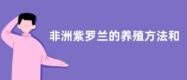 非洲紫罗兰的养殖方法和注意事项