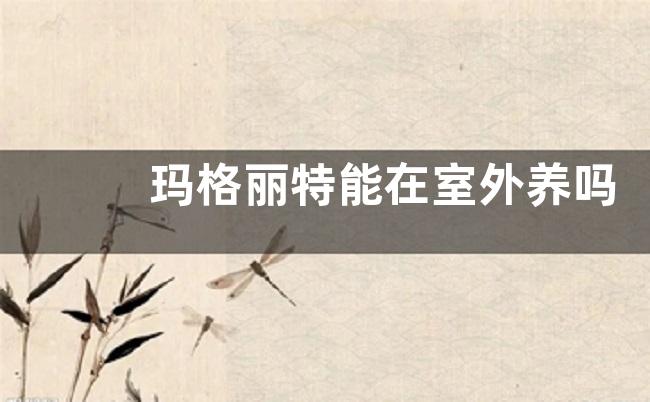 玛格丽特能在室外养吗 可以在室外过冬吗