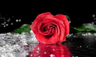 玫瑰花叶子干枯怎么办 玫瑰花叶子干枯解决方法