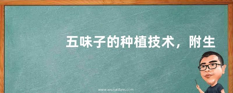 五味子的种植技术，附生长特性