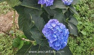 绣球花叶子发黄边缘干枯怎么办 绣球花叶子发黄边缘干枯的方法