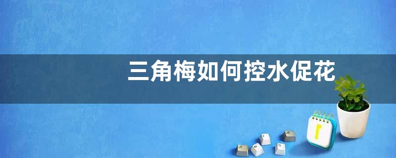 三角梅如何控水促花