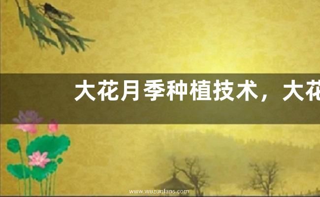 大花月季种植技术，大花月季扦插管理