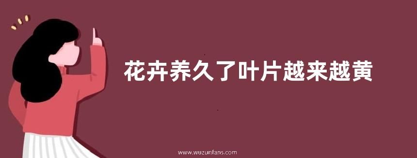 花卉养久了叶片越来越黄怎么办