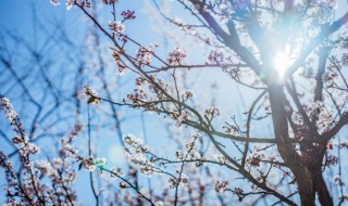 梅花的别称 梅花有什么别名